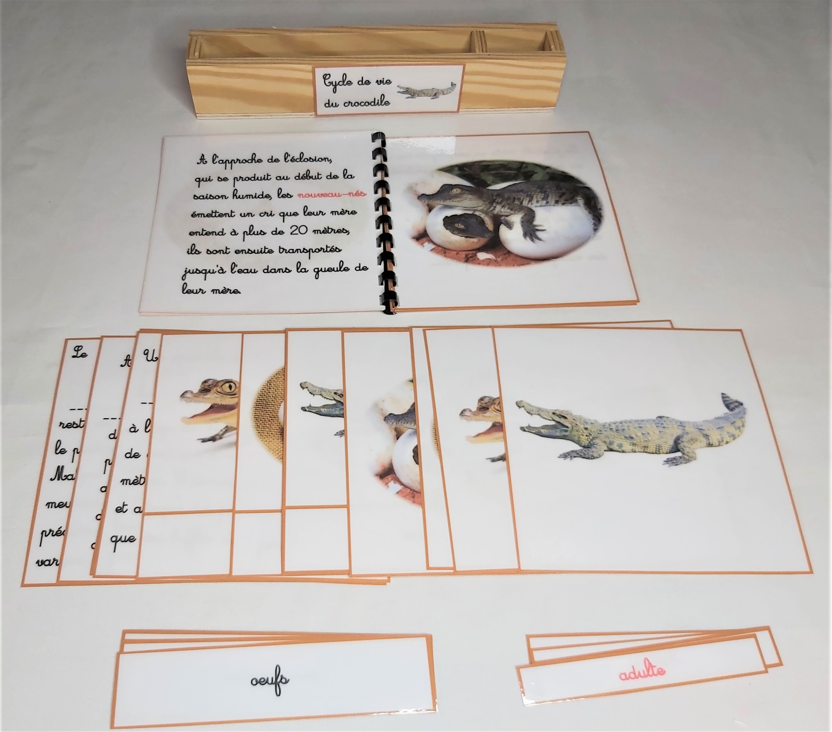 Nomenclature du cycle de vie du crocodile